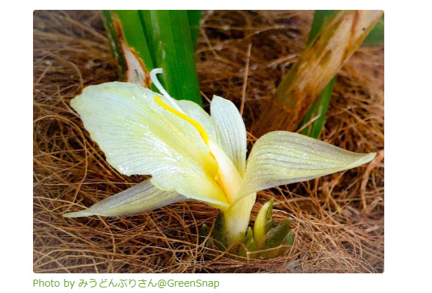 みょうがの花画像：美しさの秘密